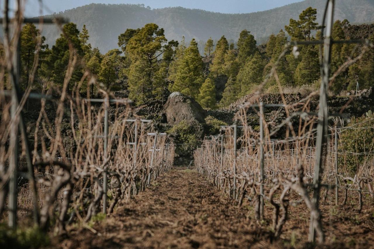 Finca Ecologica Ferrera. Alojamiento Rural. Arafo Exterior foto